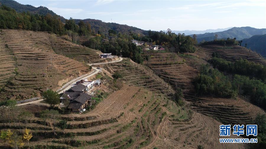 （在習(xí)近平新時代中國特色社會主義思想指引下&middot;慶祝改革開放40周年&middot;共享發(fā)展&middot;圖文互動）（3）&ldquo;浙江親人&rdquo;請心安 白茶苗已種滿山&mdash;&mdash;浙江安吉捐贈四川青川白茶苗種植地探訪