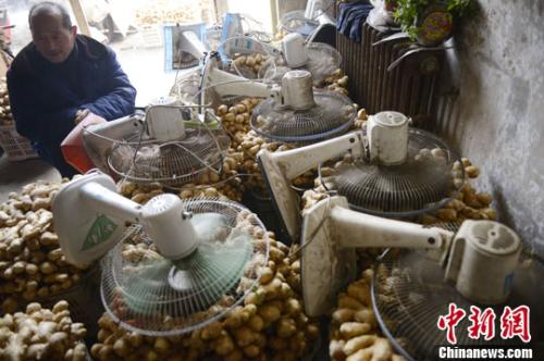 資料圖：山西太原蔬菜批發(fā)市場，姜販用多臺電風(fēng)扇風(fēng)干新鮮潮濕的生姜。<a target='_blank' ><p  align=