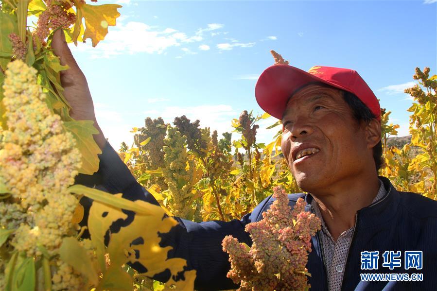 （脫貧攻堅(jiān)&middot;圖文互動）&ldquo;藜麥老漢&rdquo;代存忠脫貧記 