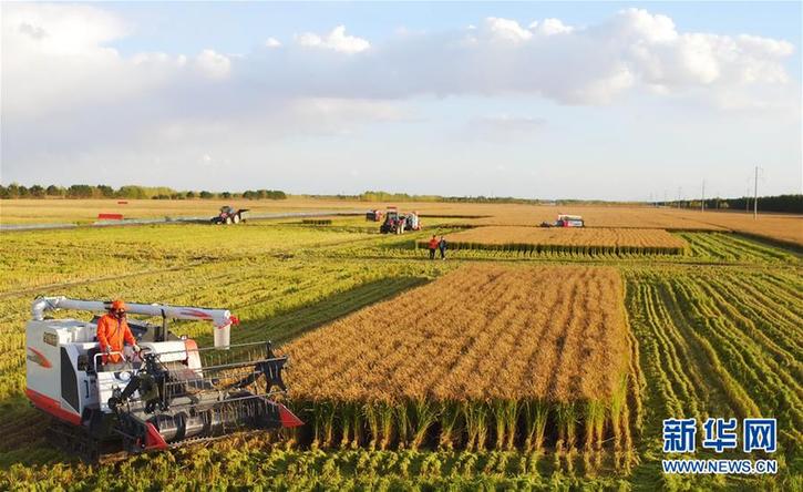 （在習(xí)近平新時代中國特色社會主義思想指引下&mdash;&mdash;新時代新作為新篇章&middot;鄉(xiāng)村振興戰(zhàn)略&middot;圖文互動）（2）&ldquo;十五連豐&rdquo;譜新篇&mdash;&mdash;端牢&ldquo;中國飯碗&rdquo;的龍江實踐