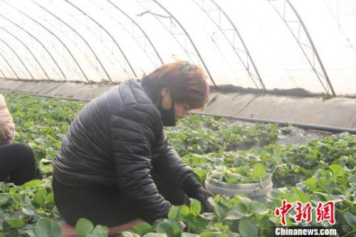 正值隆冬時(shí)節(jié)，山西省長(zhǎng)治市長(zhǎng)子縣天寒地凍，最低氣溫已有零下十幾度，當(dāng)?shù)氐氖卟舜笈飪?nèi)卻&ldquo;春意盎然&rdquo;、生機(jī)勃勃。　王維寧 攝