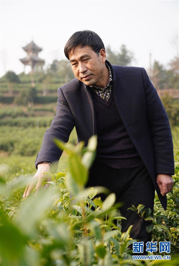 （在習(xí)近平新時代中國特色社會主義思想指引下&mdash;&mdash;新時代新作為新篇章&middot;鄉(xiāng)村振興戰(zhàn)略&middot;圖文互動）（3）老支書王興強(qiáng)的新&ldquo;茶事&rdquo;