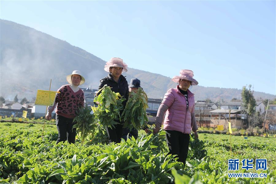 （新春走基層&middot;圖文互動）（1）&ldquo;蒜農(nóng)&rdquo;不種蒜 買蒜過除夕&mdash;&mdash;洱海農(nóng)業(yè)綠色轉(zhuǎn)型見聞