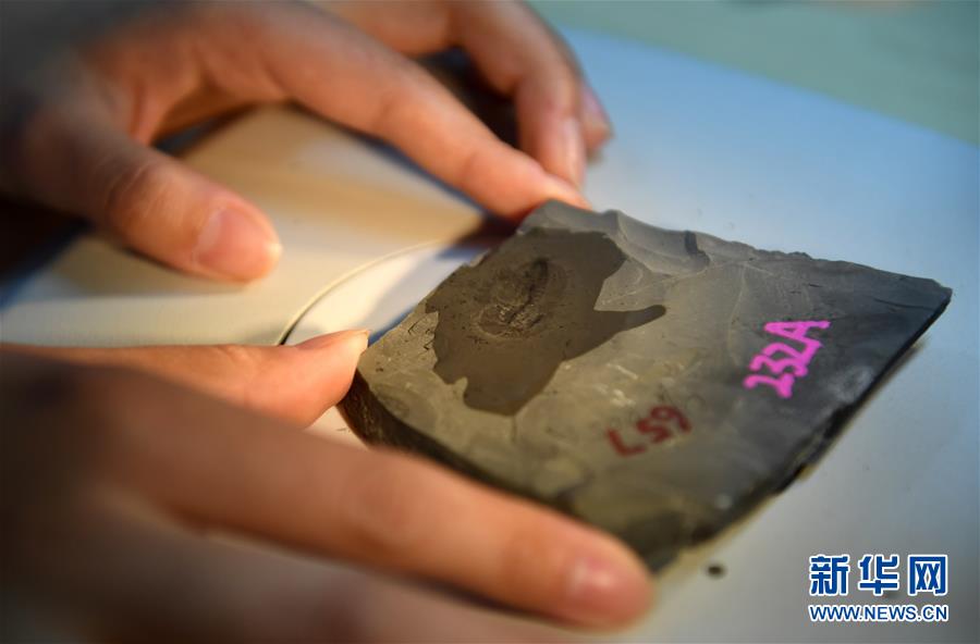 （新華全媒頭條&middot;圖文互動(dòng)）（8）探尋5億年前&ldquo;生命大爆炸&rdquo;之奧秘&mdash;&mdash;中國科學(xué)家發(fā)現(xiàn)寒武紀(jì)&ldquo;化石寶庫&rdquo;清江生物群紀(jì)實(shí)