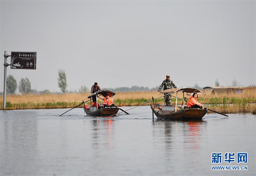 (壯麗70年·奮斗新時代·圖文互動)(6)從革命老區(qū)到雄安新區(qū) 白洋淀迎來新生