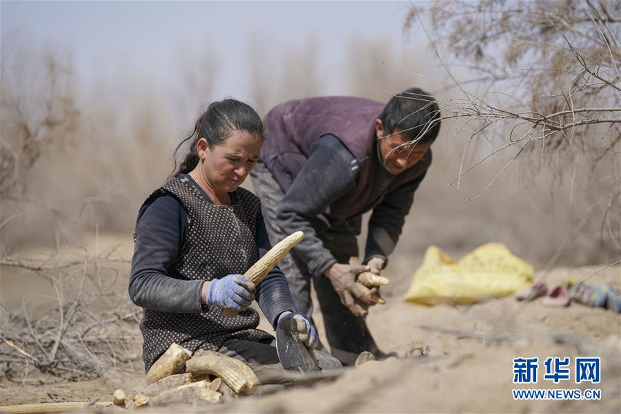 （新華全媒頭條&middot;圖文互動）（6）一步千年，&ldquo;最后的沙漠部落&rdquo;遷入新家園