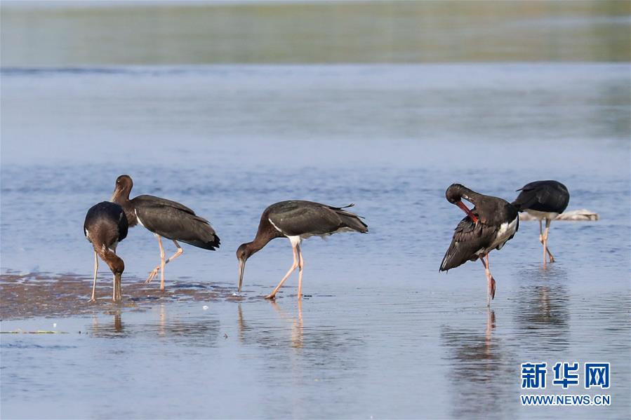 （生態(tài)文明建設(shè)&middot;圖文互動(dòng)）（5）從亂河灘到&ldquo;鳥的天堂&rdquo;&mdash;&mdash;一名攝影師鏡頭里的&ldquo;生態(tài)變奏曲&rdquo;