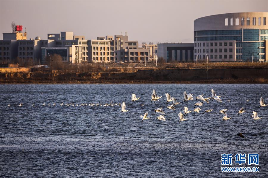 （生態(tài)文明建設(shè)&middot;圖文互動(dòng)）（6）從亂河灘到&ldquo;鳥的天堂&rdquo;&mdash;&mdash;一名攝影師鏡頭里的&ldquo;生態(tài)變奏曲&rdquo;