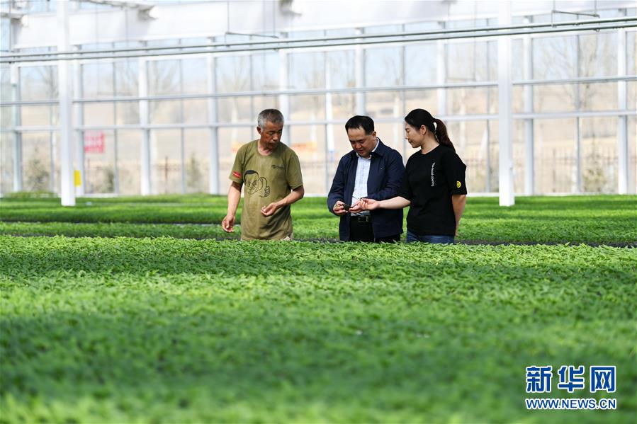 （壯麗70年　奮斗新時(shí)代&mdash;&mdash;推動(dòng)高質(zhì)量發(fā)展調(diào)研行&middot;圖文互動(dòng)）（2）黑龍江賓縣：&ldquo;北菜南銷&rdquo;演繹結(jié)構(gòu)調(diào)整&ldquo;大文章&rdquo; 