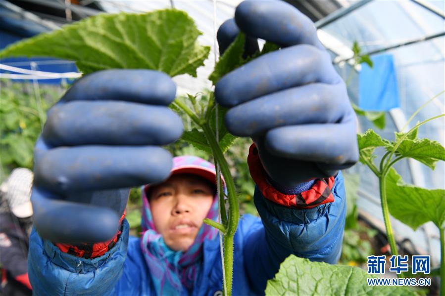 （壯麗70年　奮斗新時(shí)代&mdash;&mdash;推動(dòng)高質(zhì)量發(fā)展調(diào)研行&middot;圖文互動(dòng)）（6）黑龍江賓縣：&ldquo;北菜南銷&rdquo;演繹結(jié)構(gòu)調(diào)整&ldquo;大文章&rdquo; 