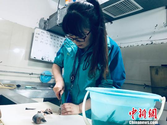 于雅麗在餌料操作間，準備著動物們的食物?！“瑧c龍 攝