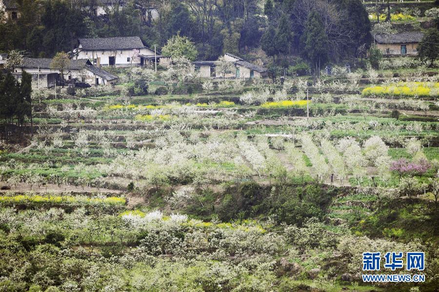 （在習(xí)近平新時(shí)代中國(guó)特色社會(huì)主義思想指引下&mdash;&mdash;新時(shí)代新作為新篇章）（7）重慶巫山：&ldquo;生態(tài)寶貝&rdquo;變身&ldquo;搖錢(qián)樹(shù)&rdquo;