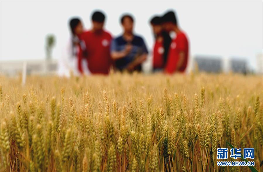 （新華全媒頭條&middot;愛國情 奮斗者&middot;圖文互動）（7）把論文寫在祖國的大地上&mdash;&mdash;中國農業(yè)大學46年扎根河北曲周服務鄉(xiāng)村振興紀實