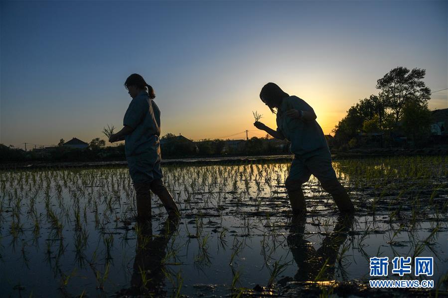 （在習(xí)近平新時(shí)代中國特色社會主義思想指引下&mdash;&mdash;新時(shí)代新作為新篇章&middot;圖文互動(dòng)）（2）大學(xué)生種田讓農(nóng)民&ldquo;老把式&rdquo;開了眼&mdash;&mdash;吉林長白山下的稻田新事
