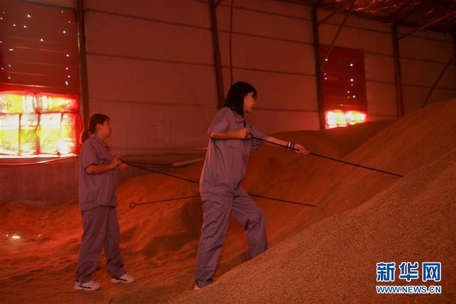 （在習(xí)近平新時(shí)代中國特色社會主義思想指引下&mdash;&mdash;新時(shí)代新作為新篇章&middot;圖文互動(dòng)）（4）大學(xué)生種田讓農(nóng)民&ldquo;老把式&rdquo;開了眼&mdash;&mdash;吉林長白山下的稻田新事