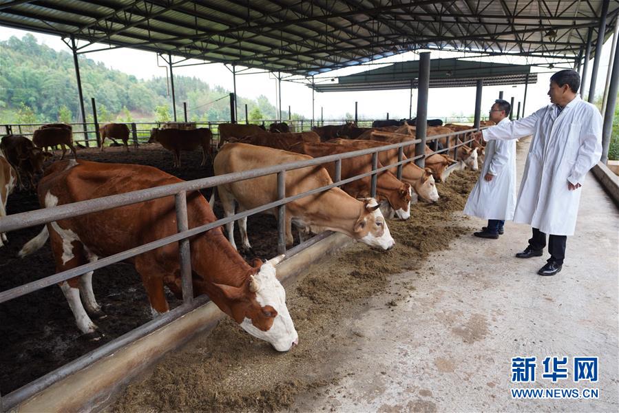 （直過(guò)民族脫貧攻堅(jiān)&middot;圖文互動(dòng)）（4）&ldquo;人類(lèi)童年&middot;西盟佤部落&rdquo;成長(zhǎng)記