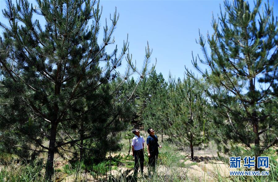 （壯麗70年&middot;奮斗新時(shí)代&middot;圖文互動）（7）毛烏素治理：眾志縛流沙 塞外展新顏