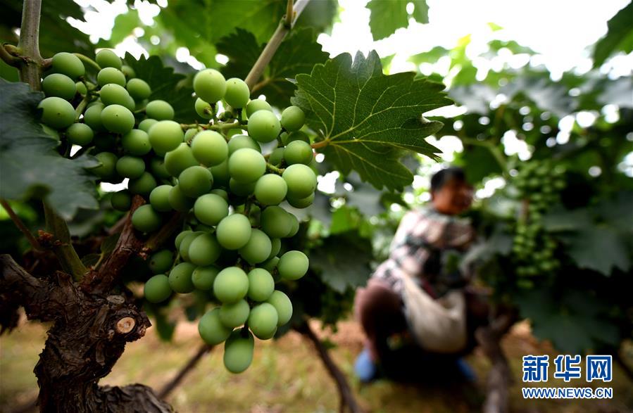 （新華全媒頭條&middot;圖文互動）（4）一個傳統(tǒng)農(nóng)業(yè)縣的脫貧之路&mdash;&mdash;來自河北新河的調查報告