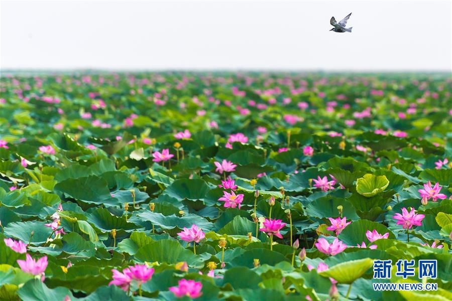 （壯麗70年&middot;奮斗新時(shí)代&mdash;&mdash;共和國(guó)發(fā)展成就巡禮&middot;圖文互動(dòng)）（5）潮涌楚天闊&mdash;&mdash;湖北砥礪奮進(jìn)70年譜寫(xiě)高質(zhì)量發(fā)展華章