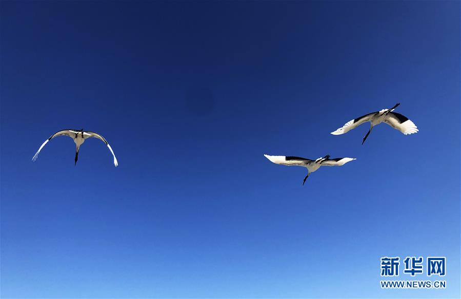 （在習近平新時代中國特色社會主義思想指引下&mdash;&mdash;新時代新作為新篇章&middot;圖文互動）（3）從&ldquo;人鳥爭食&rdquo; 到&ldquo;人鶴和諧&rdquo;&mdash;&mdash;濕地生態(tài)保護的&ldquo;扎龍?zhí)剿?rdquo;