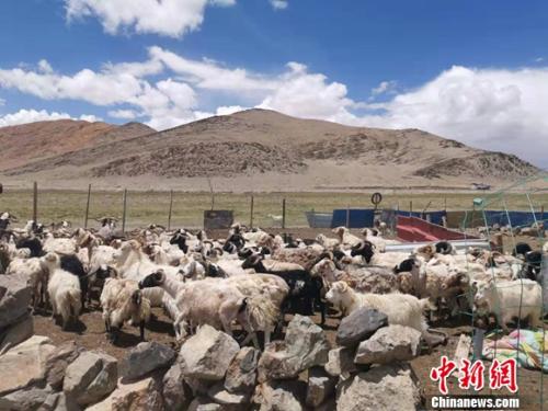 圖為羊群正從羊圈里出來(lái)。 謝藝觀 攝