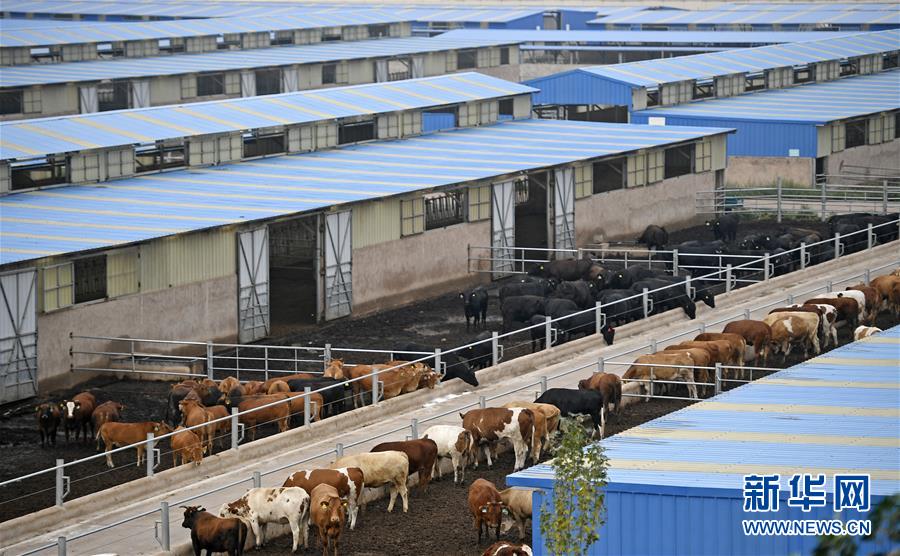 （壯麗70年&middot;奮斗新時(shí)代&mdash;&mdash;共和國發(fā)展成就巡禮&middot;圖文互動(dòng)）（11）生態(tài)美、百姓富&mdash;&mdash;品讀嶄新&ldquo;寧夏畫卷&rdquo;