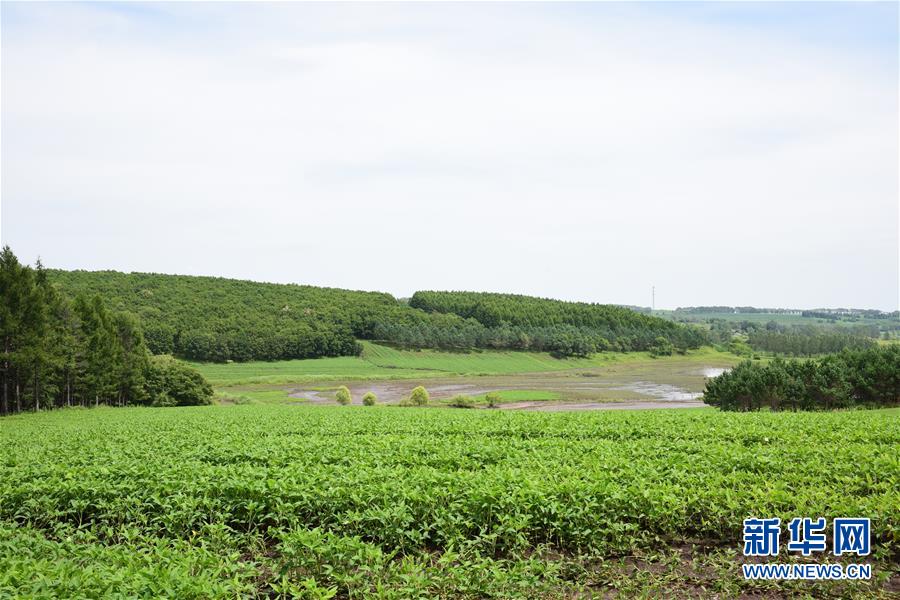 （在習近平新時代中國特色社會主義思想指引下&mdash;&mdash;新時代新作為新篇章&middot;圖文互動）（2）向林木要錢，讓綠樹生金&mdash;&mdash;黑龍江省拜泉縣發(fā)展綠色經(jīng)濟助脫貧