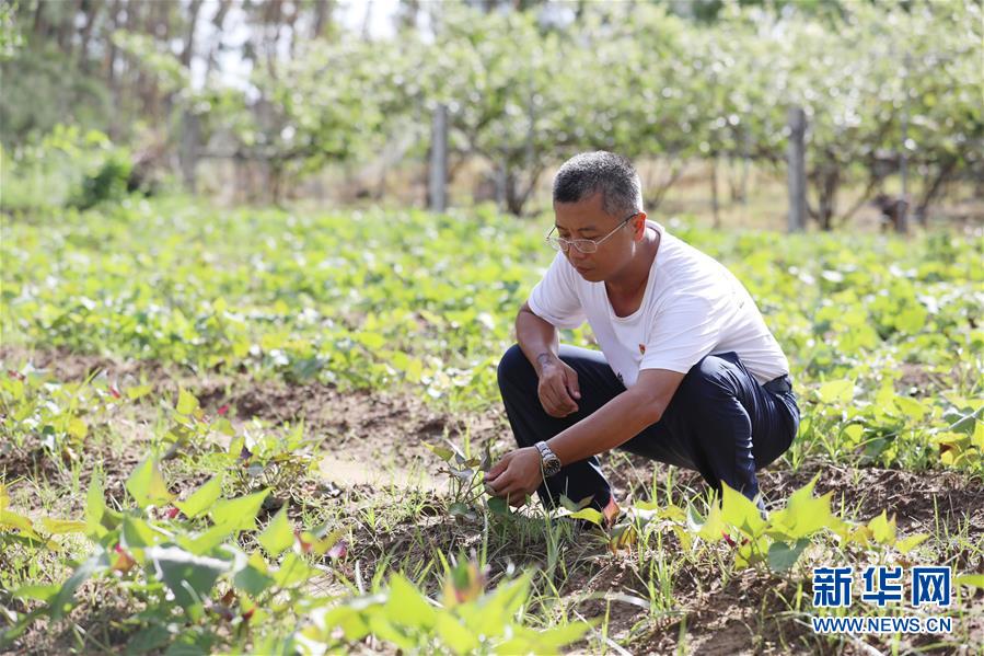 （不忘初心、牢記使命&middot;圖文互動）（4）&ldquo;上天入地&rdquo;也要帶領鄉(xiāng)親脫貧&mdash;&mdash;記廣東那毛村駐村第一書記彭彬