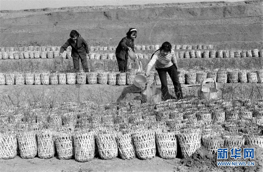 (紅土地“往事新說”·圖文互動)(2)昔日房前“一棵苗” 今朝引來橙滿枝