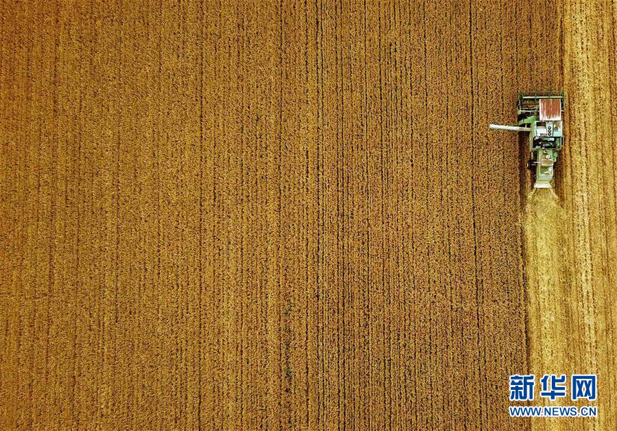 （新華全媒頭條&middot;圖文互動(dòng)）（7）大國糧倉的新時(shí)代交響&mdash;&mdash;河南農(nóng)業(yè)70年觀察