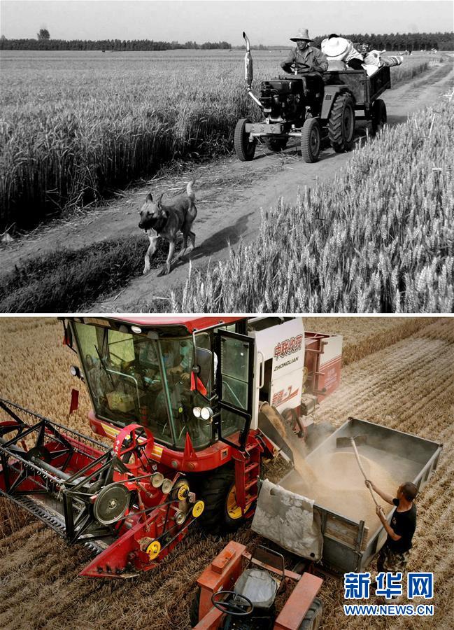 （新華全媒頭條&middot;圖文互動(dòng)）（8）大國糧倉的新時(shí)代交響&mdash;&mdash;河南農(nóng)業(yè)70年觀察