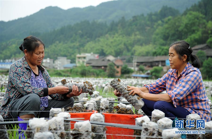 （全面深化改革&middot;圖文互動）（10）&ldquo;減&rdquo;出效益 &ldquo;融&rdquo;出特色 &ldquo;服&rdquo;出動力&mdash;&mdash;貴州推進農(nóng)村產(chǎn)業(yè)結(jié)構(gòu)調(diào)整觀察