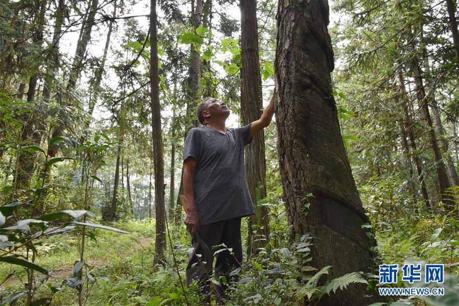 （愛國情 奮斗者&middot;圖文互動）（3）貴州印江高石坎護林隊：半輩子，以林場為家