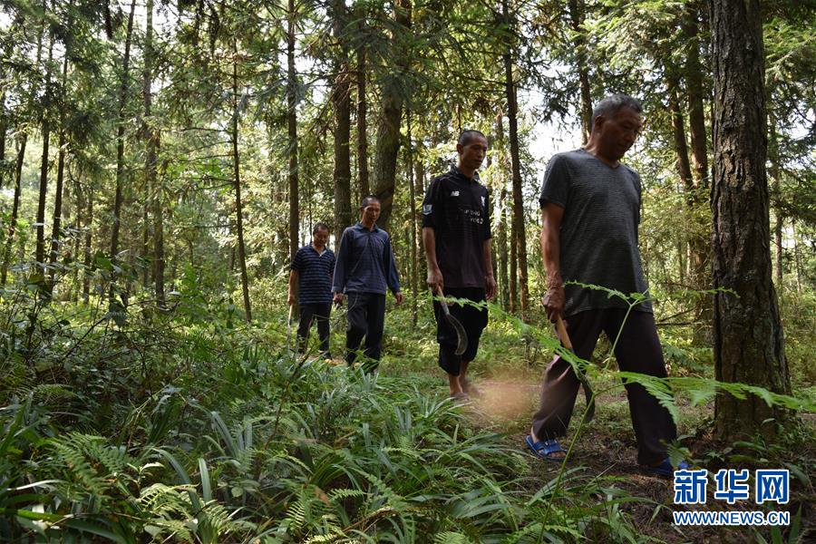 （愛國情 奮斗者&middot;圖文互動）（1）貴州印江高石坎護林隊：半輩子，以林場為家