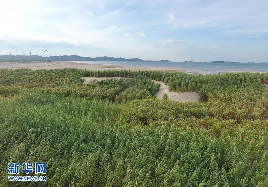 （不忘初心、牢記使命&middot;圖文互動）（2）拳拳寸草心 濃濃報國情&mdash;&mdash;記&ldquo;菌草之父&rdquo;林占熺