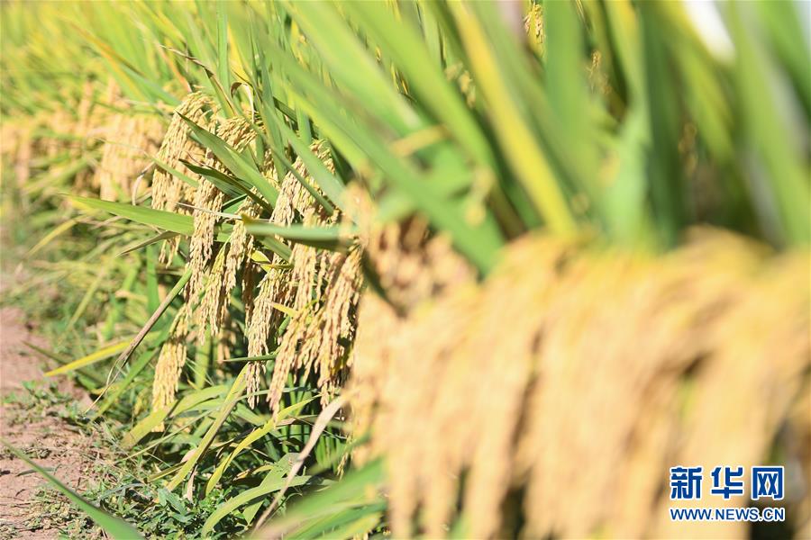 （圖文互動）（8）1046.3公斤！袁隆平第三代雜交水稻首次公開測產(chǎn)