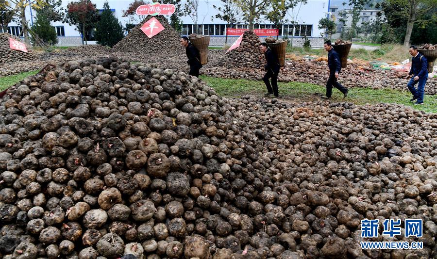 (脫貧攻堅(jiān))(2)陜西嵐皋魔芋 助力脫貧攻堅(jiān)