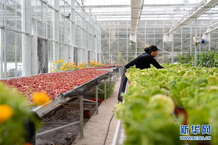 （新華全媒頭條&middot;圖文互動(dòng)）（13）格桑花開滿天路&mdash;&mdash;寫在川藏公路通車65周年之際