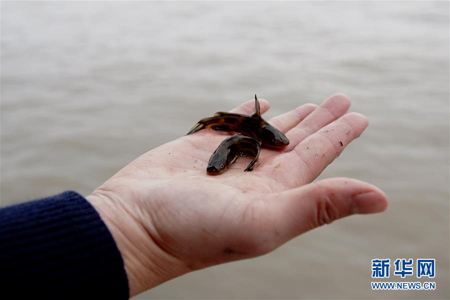 （圖文互動(dòng)）（3）長(zhǎng)江口生態(tài)修復(fù)見(jiàn)成效 水下長(zhǎng)出147公里&ldquo;人工魚(yú)礁&rdquo; 