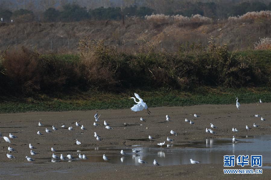 （新華全媒頭條&middot;圖文互動(dòng)）（3）大湖見證&mdash;&mdash;長三角三大淡水湖綠色發(fā)展之路