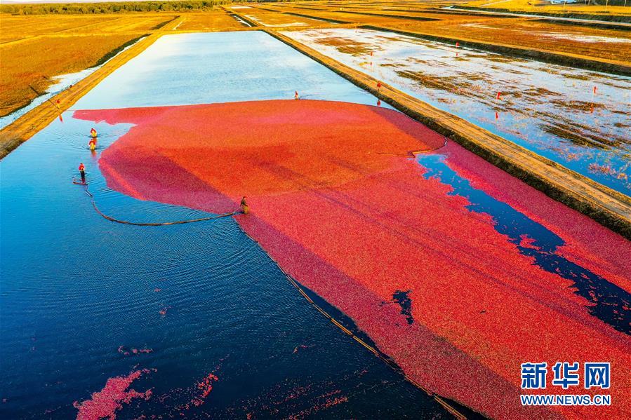 （脫貧攻堅(jiān)&middot;圖文互動(dòng)）（2）中國東極故事之五：蔓越莓為什么這樣紅？