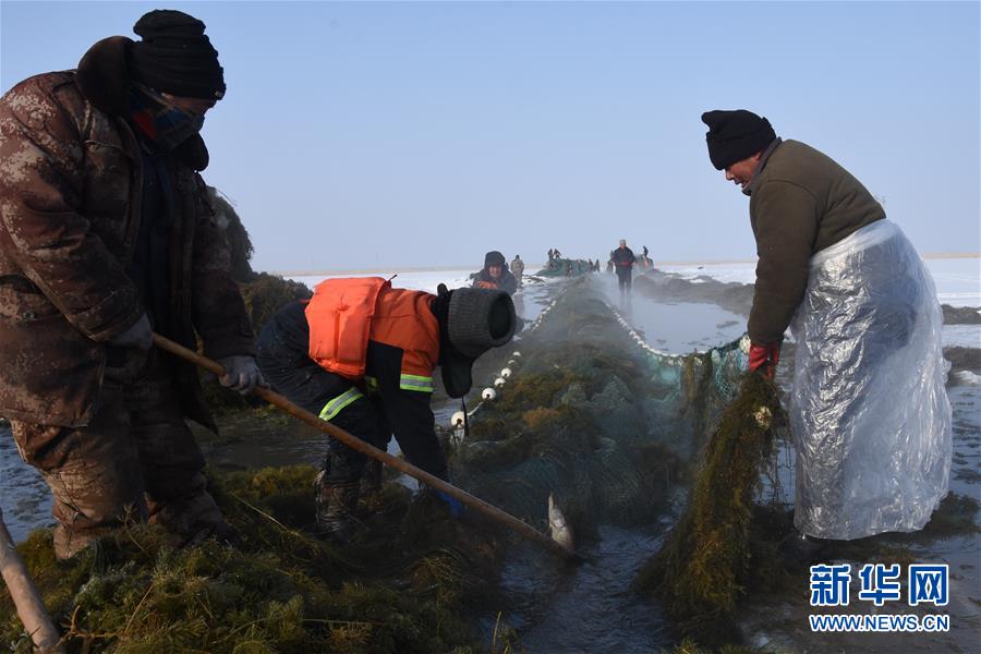 (新春走基層·圖文互動(dòng))(4)“干活的人不會(huì)冷”——直擊新疆吉力湖冬捕現(xiàn)場
