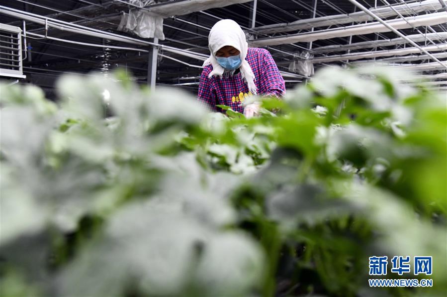 （圖文互動）（3）別樣的春耕&mdash;&mdash;來自農業(yè)大省山東的春耕備耕見聞