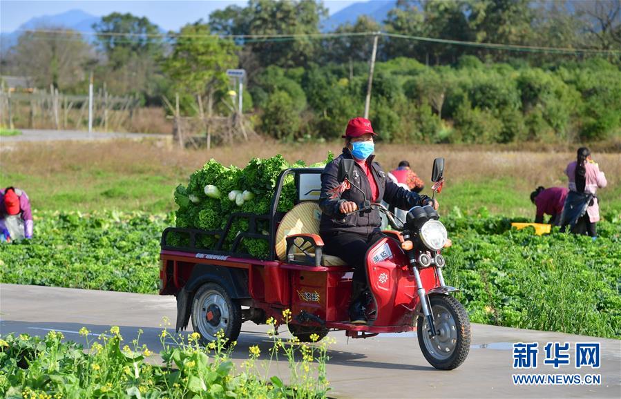 （圖文互動）（5）廣西桂林：&ldquo;借力+接力&rdquo;新鮮蔬菜進社區(qū)