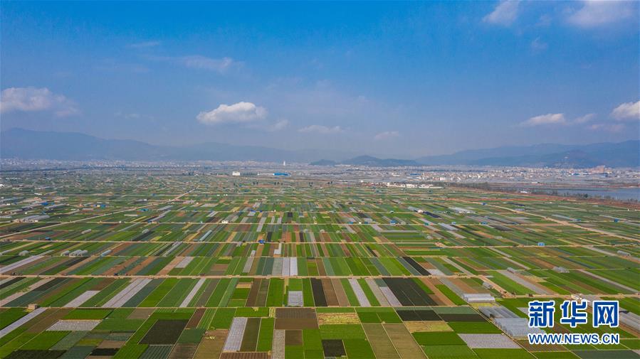 （抓好春耕備耕 穩(wěn)住農(nóng)業(yè)生產(chǎn)&middot;圖文互動(dòng)）（5）&ldquo;栽種的是菜苗，收獲的是希望&rdquo;&mdash;&mdash;云南蔬菜集散地通海縣春耕見聞 