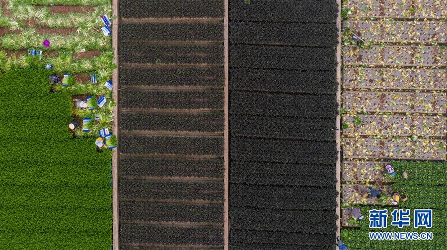 （抓好春耕備耕 穩(wěn)住農(nóng)業(yè)生產(chǎn)&middot;圖文互動(dòng)）（4）&ldquo;栽種的是菜苗，收獲的是希望&rdquo;&mdash;&mdash;云南蔬菜集散地通海縣春耕見聞 