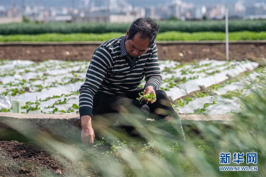 （抓好春耕備耕 穩(wěn)住農(nóng)業(yè)生產(chǎn)&middot;圖文互動(dòng)）（3）&ldquo;栽種的是菜苗，收獲的是希望&rdquo;&mdash;&mdash;云南蔬菜集散地通?？h春耕見聞 