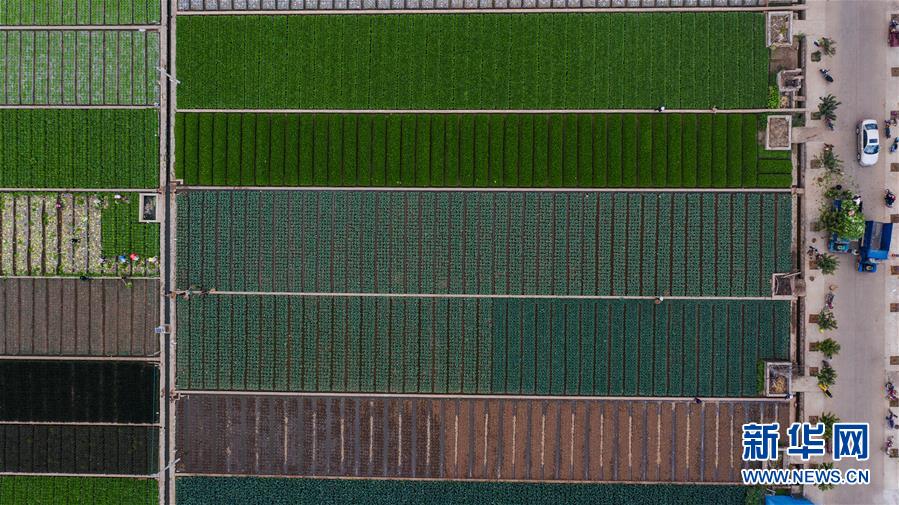 （抓好春耕備耕 穩(wěn)住農(nóng)業(yè)生產(chǎn)&middot;圖文互動(dòng)）（1）&ldquo;栽種的是菜苗，收獲的是希望&rdquo;&mdash;&mdash;云南蔬菜集散地通海縣春耕見聞 