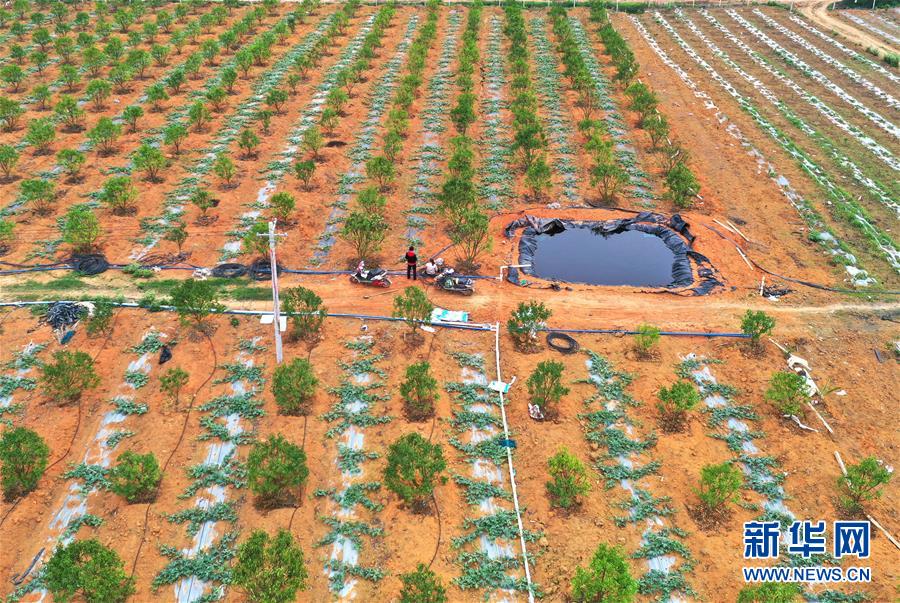 （抓好春耕備耕 穩(wěn)住農(nóng)業(yè)生產(chǎn)&middot;圖文互動(dòng)）（2）農(nóng)時(shí)不等人 扶貧不能拖&mdash;&mdash;種瓜大村春耕生產(chǎn)見(jiàn)聞 