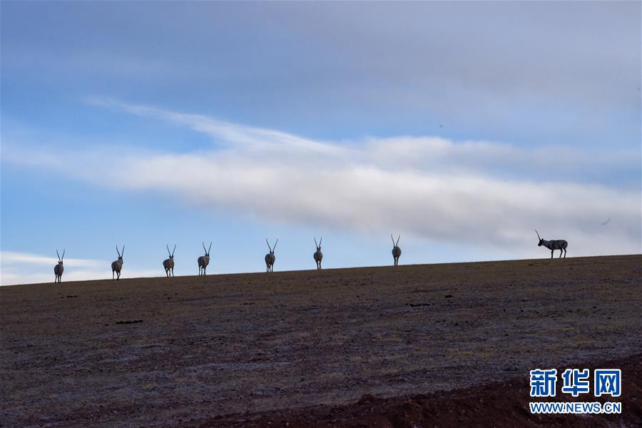 (新華全媒頭條·圖文互動(dòng))(1)跨越半個(gè)世紀(jì)的生命遷徙——西藏極高海拔生態(tài)搬遷破解人與自然共生難題